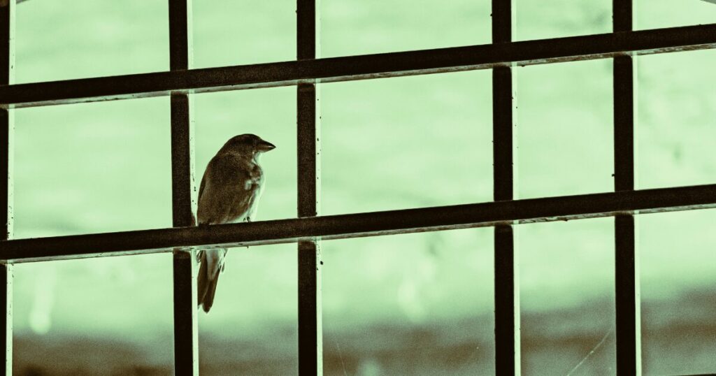 鳥が窓をつつく時のスピリチュアルな意味